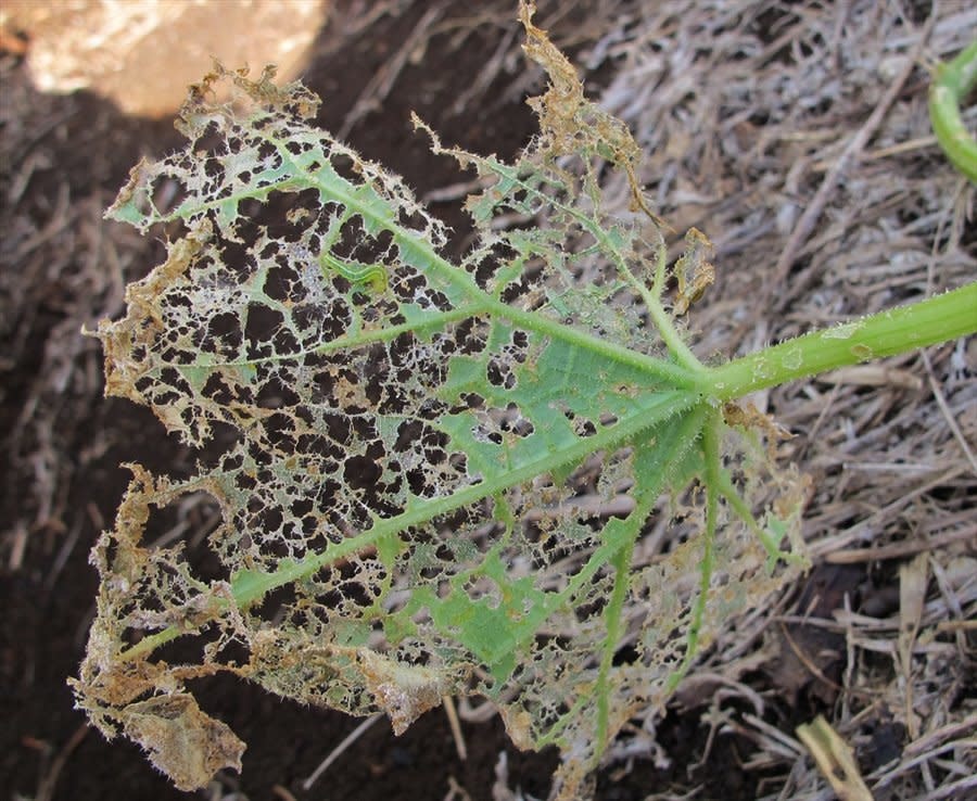 Insect, Caterpillar