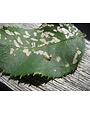 Insect, Caterpillar