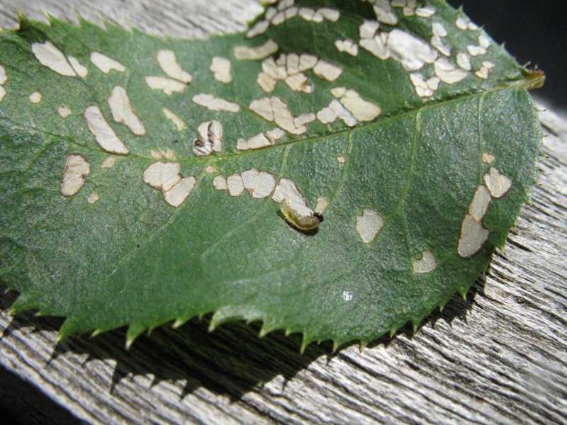Insect, Caterpillar