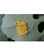 Insect, Caterpillar