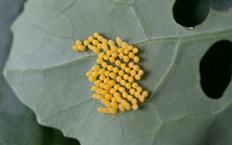 Insect, Caterpillar