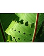 Insect, Caterpillar