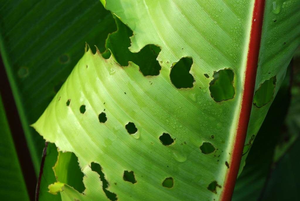 Insect, Caterpillar
