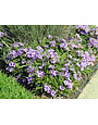 'KATIE' RUELLIA MEXICAN PETUNIA, 1 GALLON