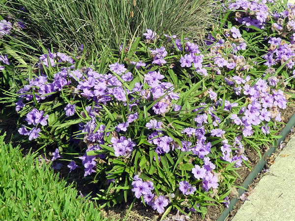 'KATIE' RUELLIA MEXICAN PETUNIA, 1 GALLON