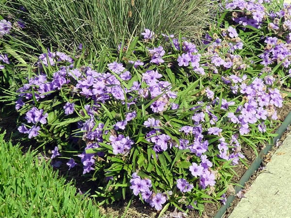 RUELLIA, 'KATIE, 'MEXICAN PETUNIA', 1G