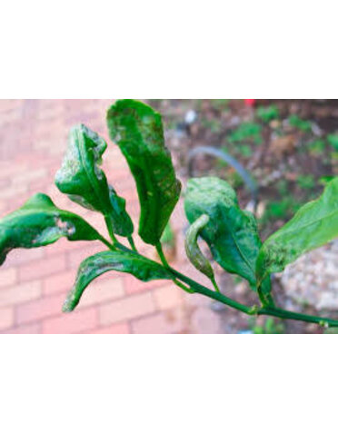 Insect, Citrus Leafminer