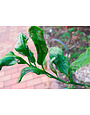 Insect, Citrus Leafminer