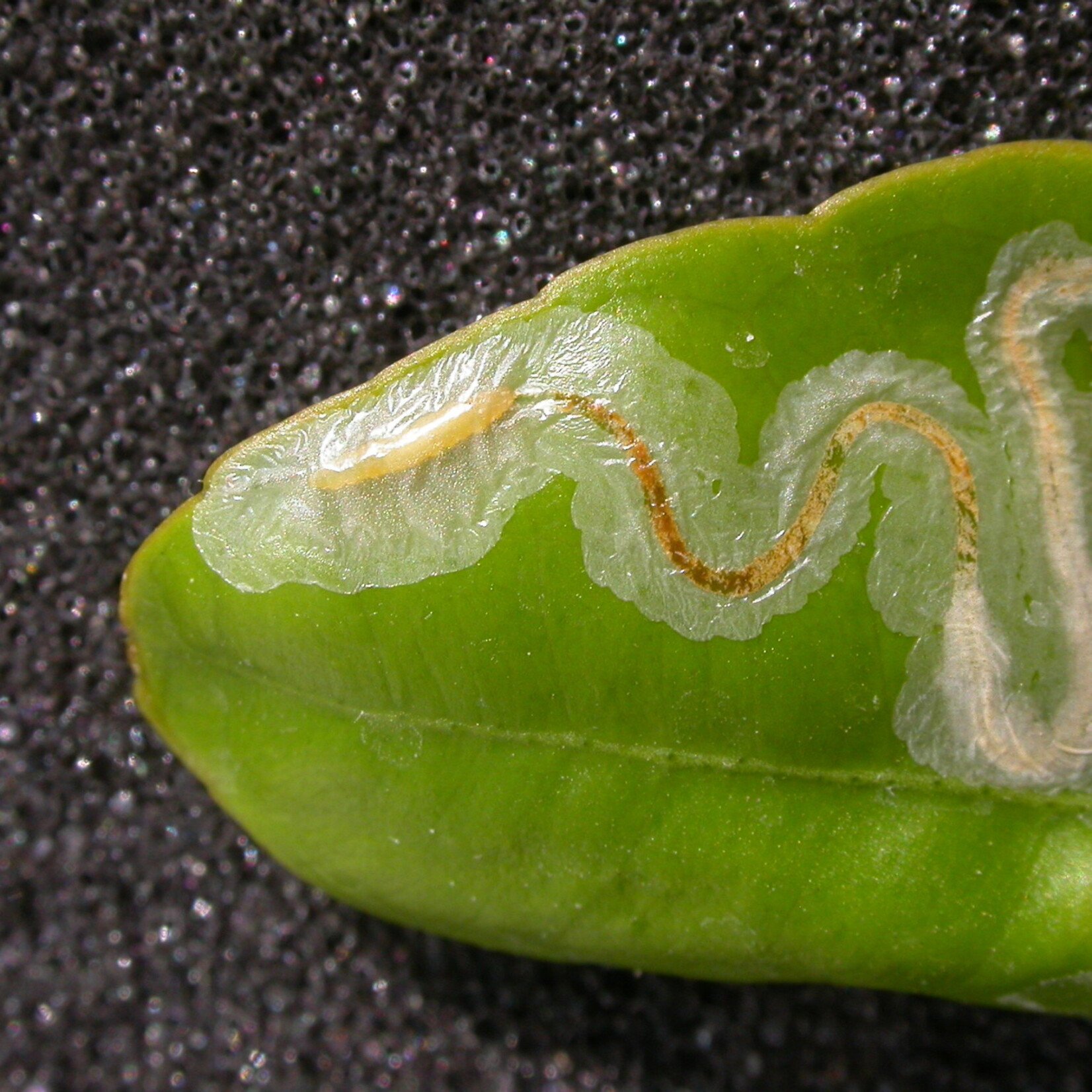 Insect, Citrus Leafminer