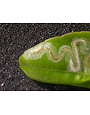 Insect, Citrus Leafminer