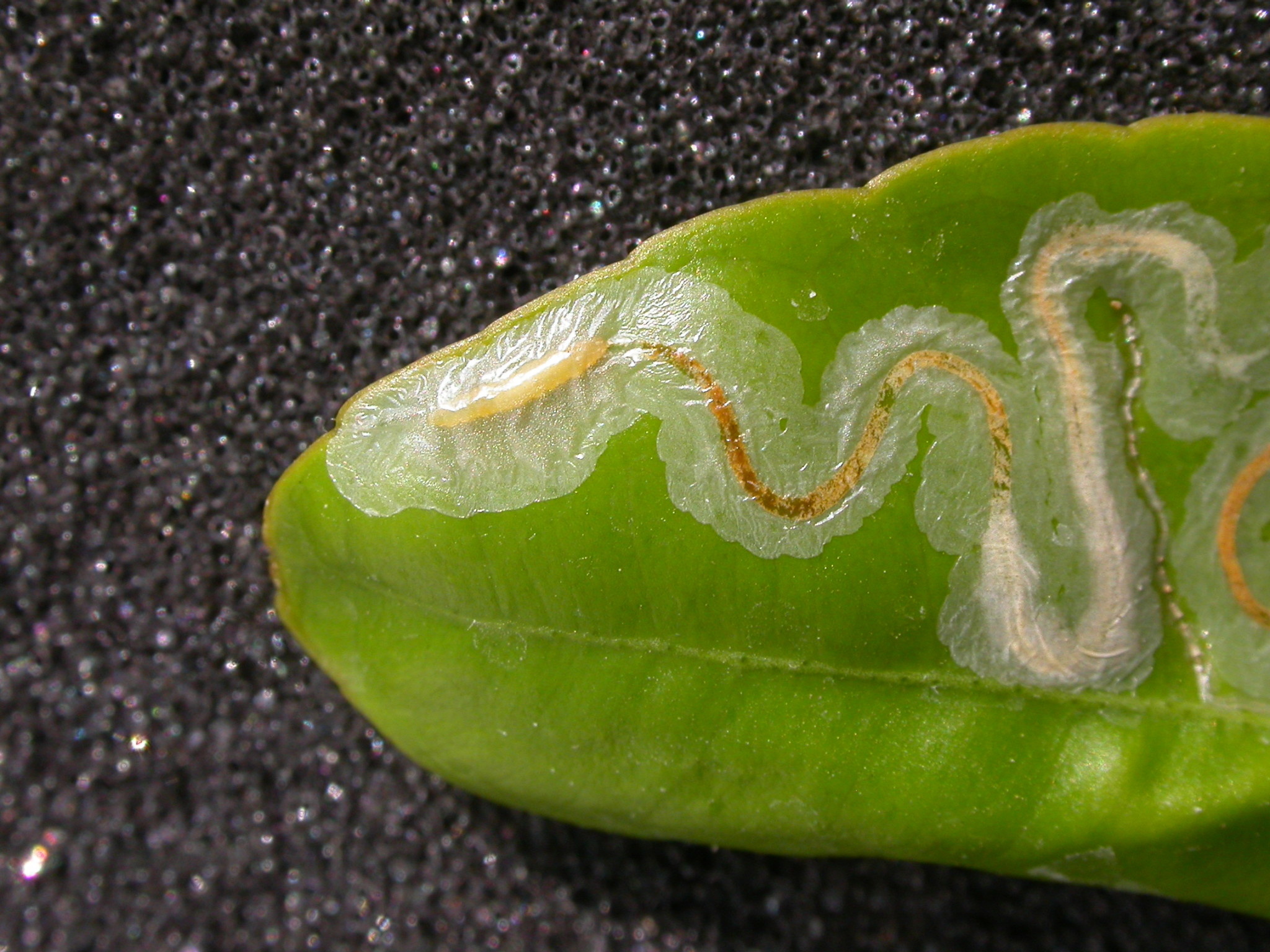 Insect, Citrus Leafminer