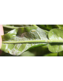 Insect, Citrus Leafminer