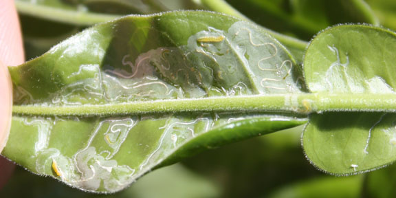 Insect, Citrus Leafminer