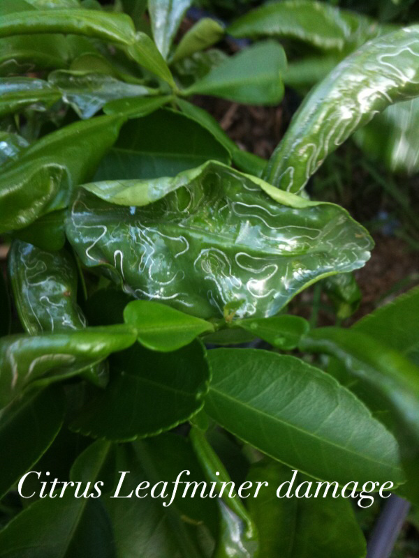 Insect, Citrus Leafminer