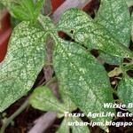 Insect, Spider Mite
