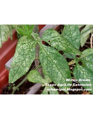 Insect, Spider Mite