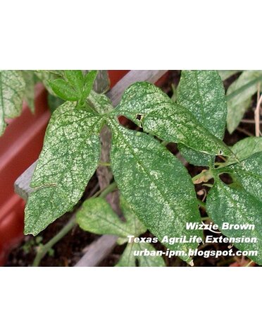 Insect, Spider Mite