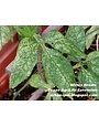 Insect, Spider Mite