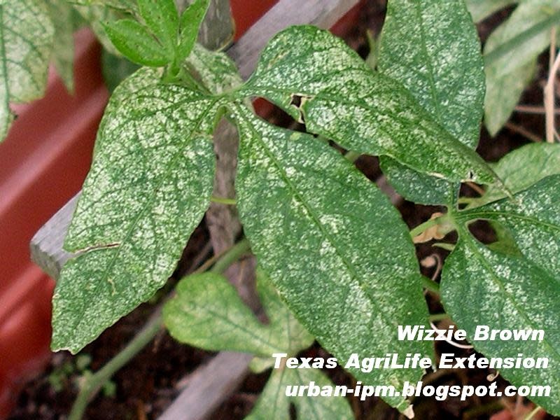 Insect, Spider Mite