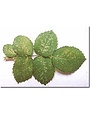 Insect, Spider Mite