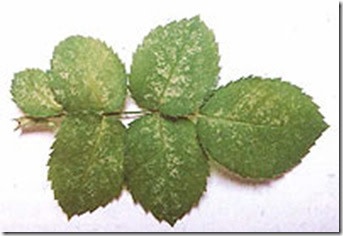 Insect, Spider Mite