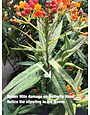 Insect, Spider Mite