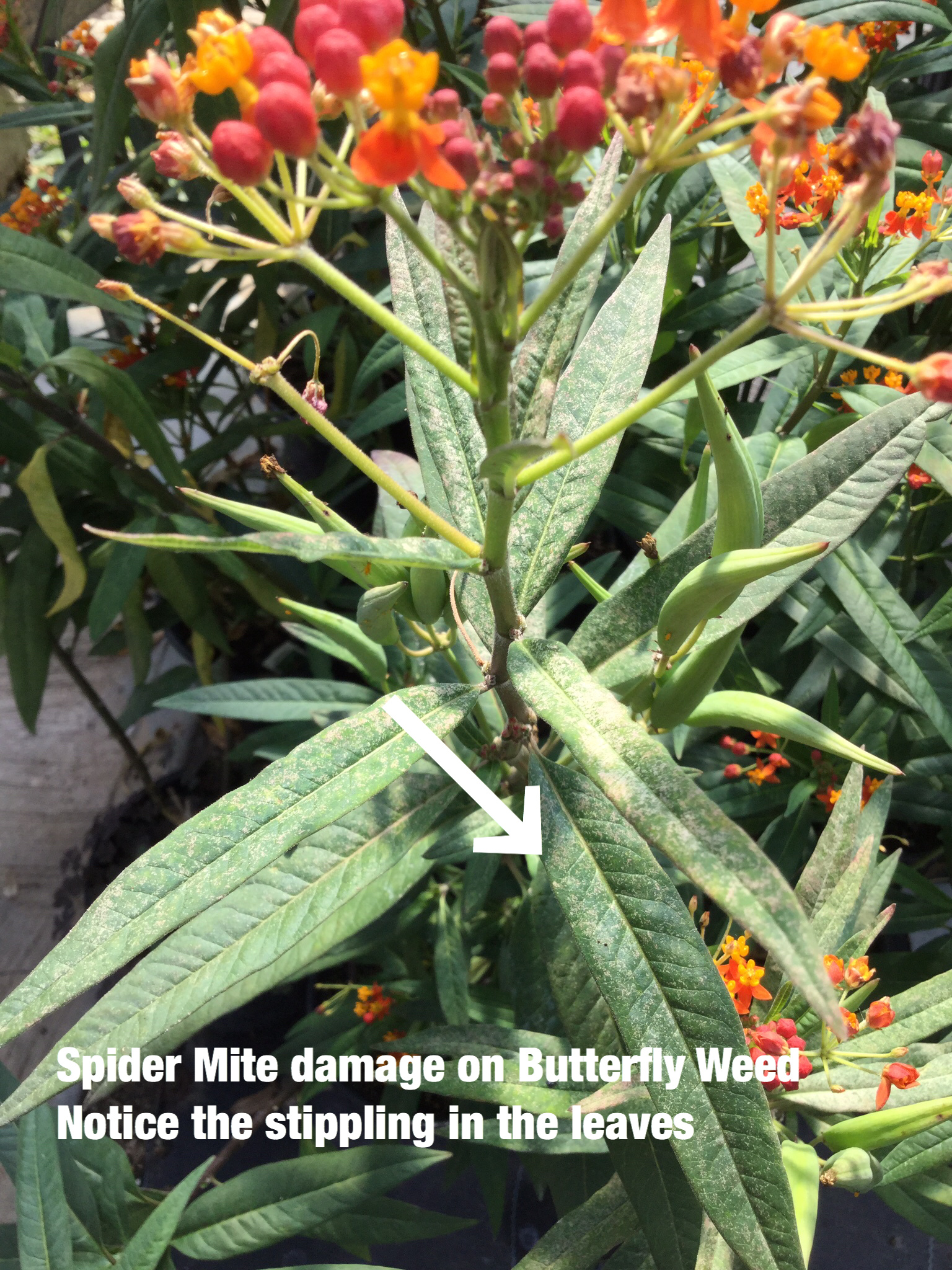 Insect, Spider Mite