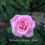 ROSE, 'BELINDA'S DREAM', (PINK), 3G