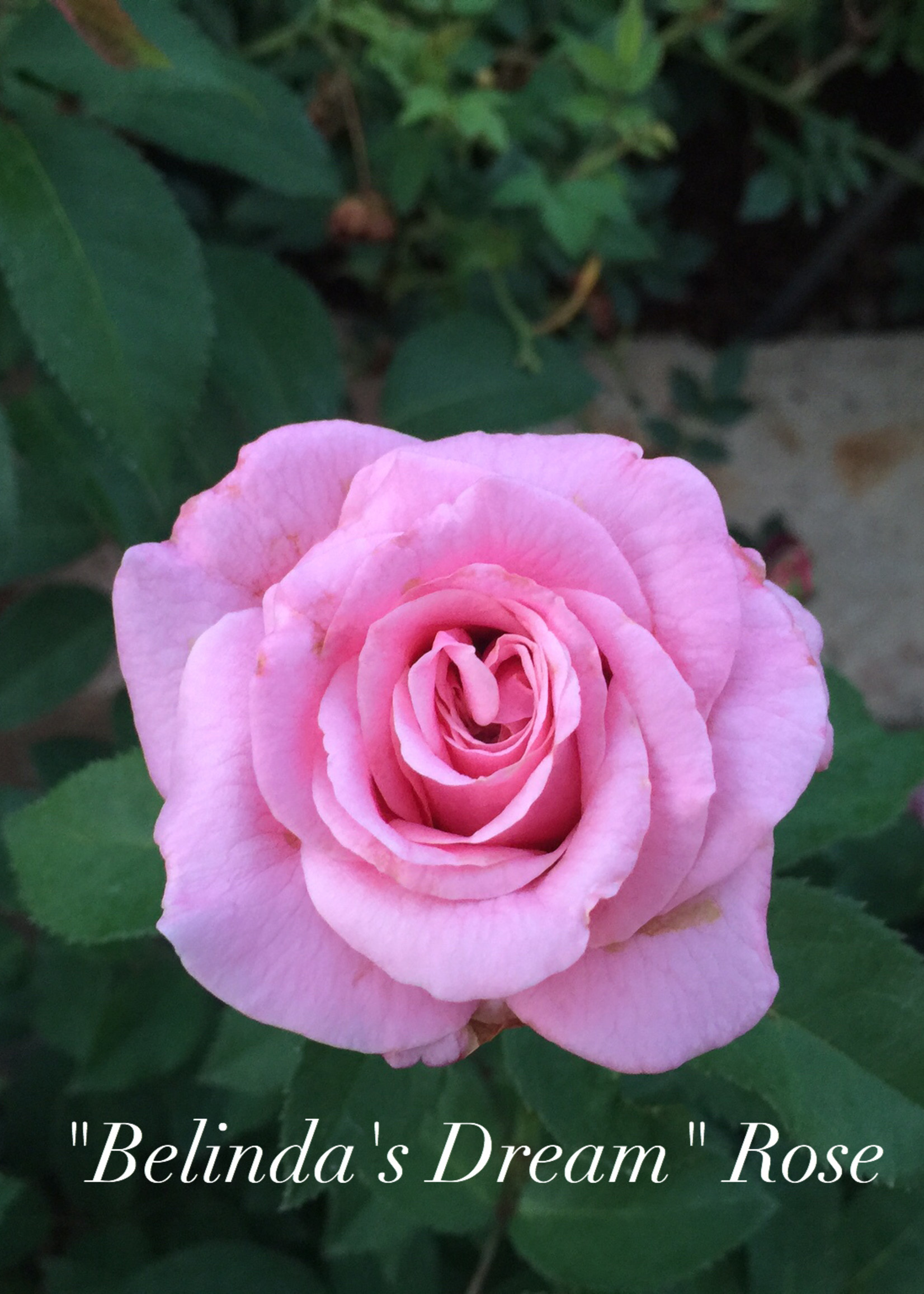Belinda Dream Rose