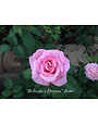 'BELINDA'S DREAM' ROSE, 3 GALLON