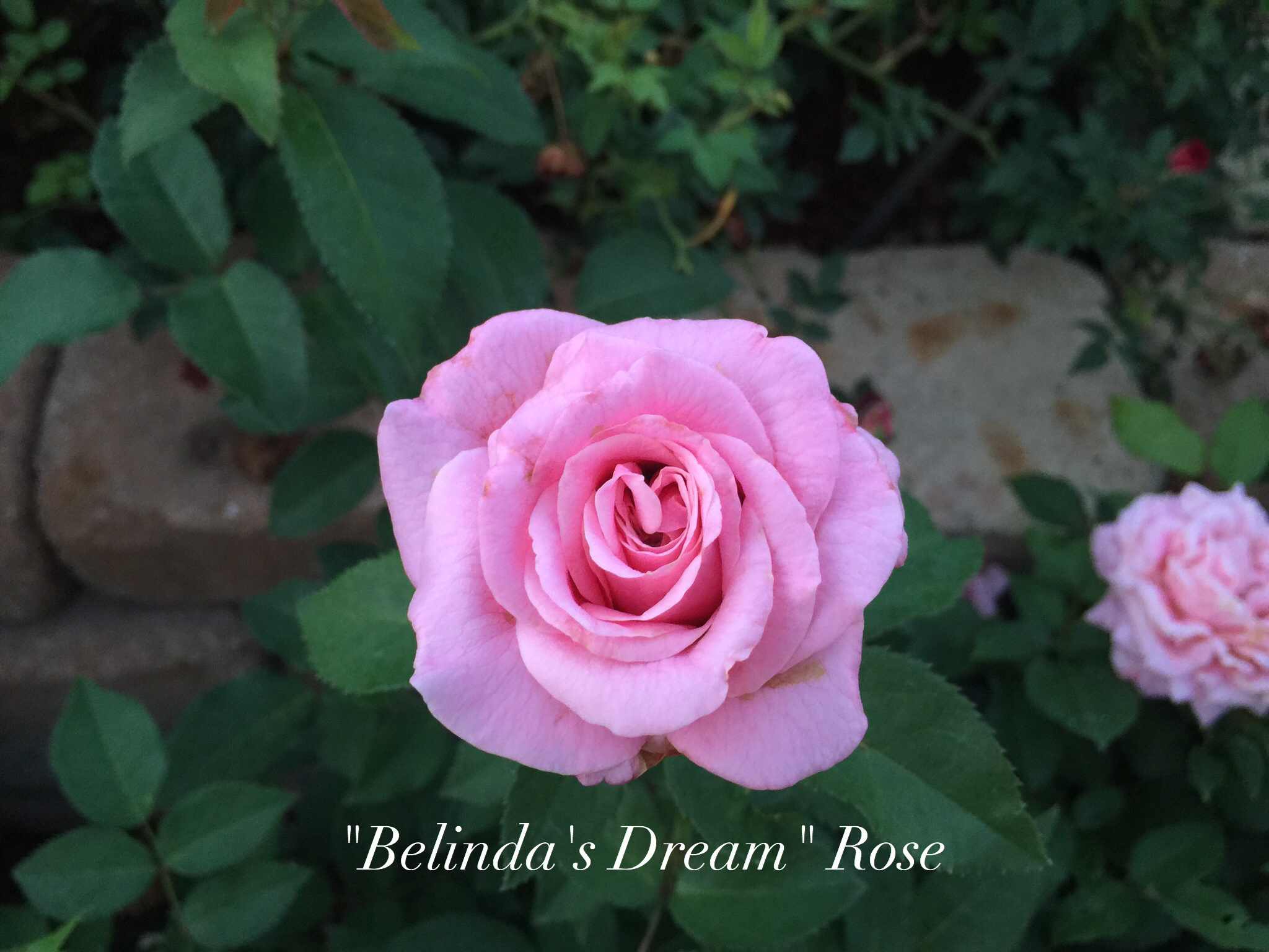 'BELINDA'S DREAM' ROSE, 3 GALLON