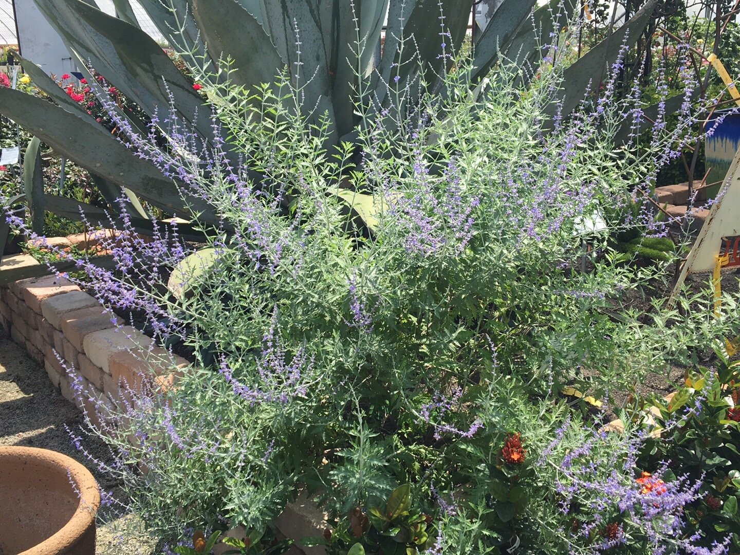 'RUSSIAN SAGE' PEROVSKIA, 1 GALLON