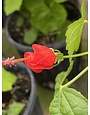 RED TURKS CAP PLANT, 1 GALLON