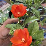 PERESKIA, 'BLEO ORANGE' 1g