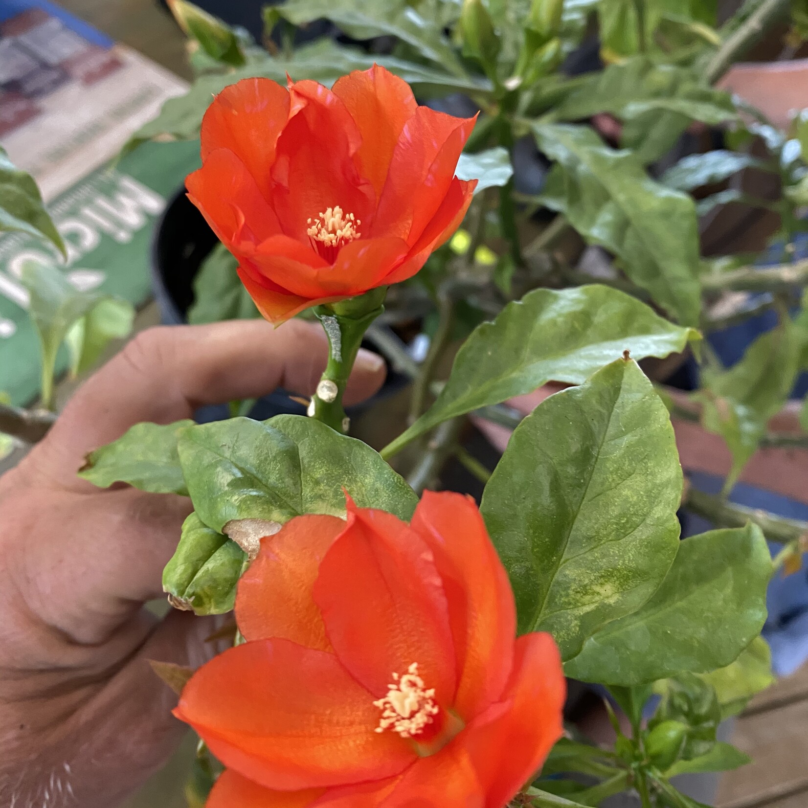 PERESKIA, 'BLEO ORANGE' 1g