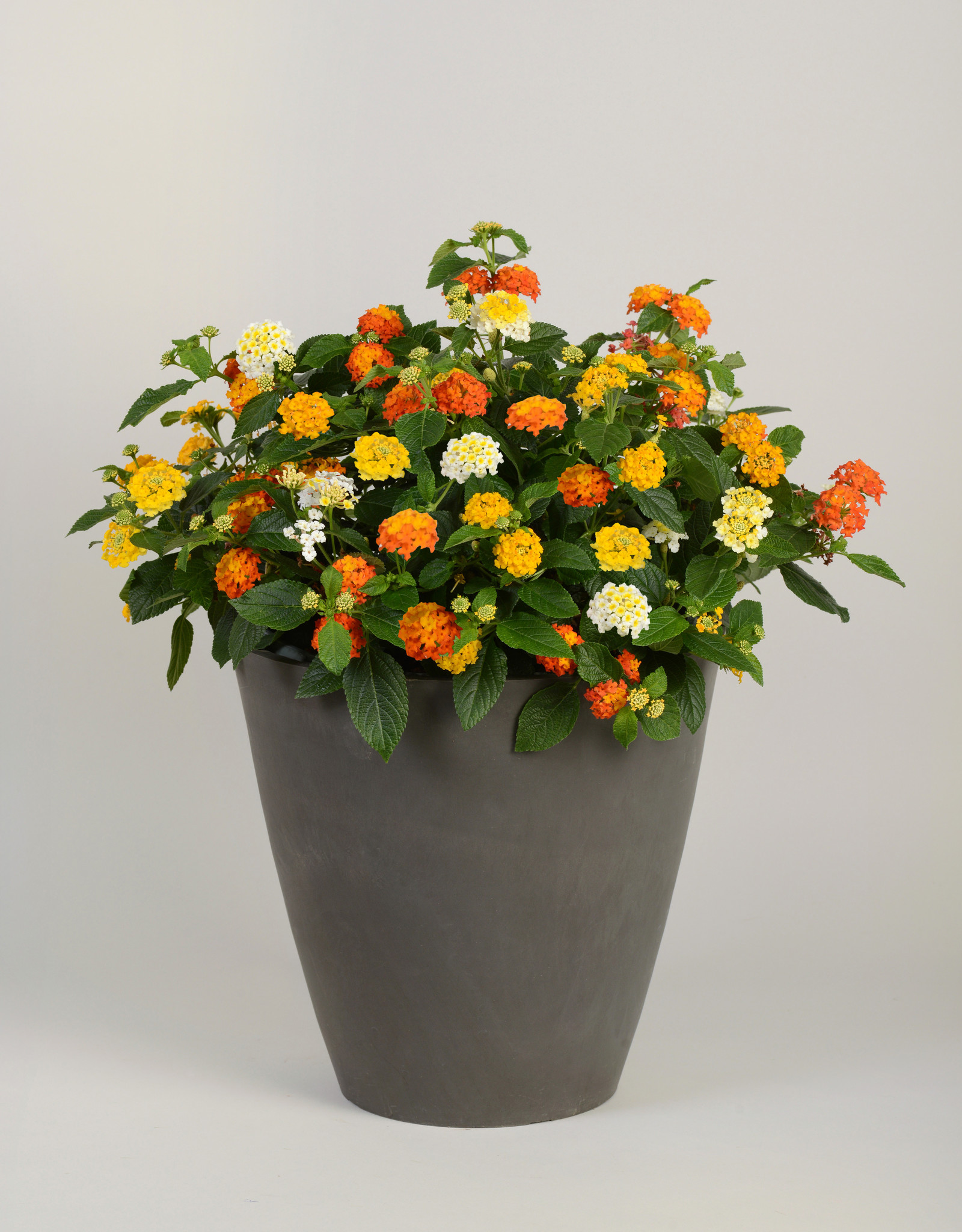 Lantana, Mixmaster Feeling Lucky 1G - Growers Outlet