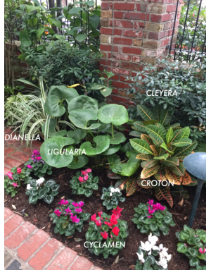 FARFUGIUM, LIGULARIA GIGANTEA, 3G