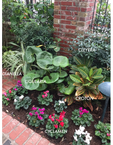 FARFUGIUM, LIGULARIA GIGANTEA, 3G