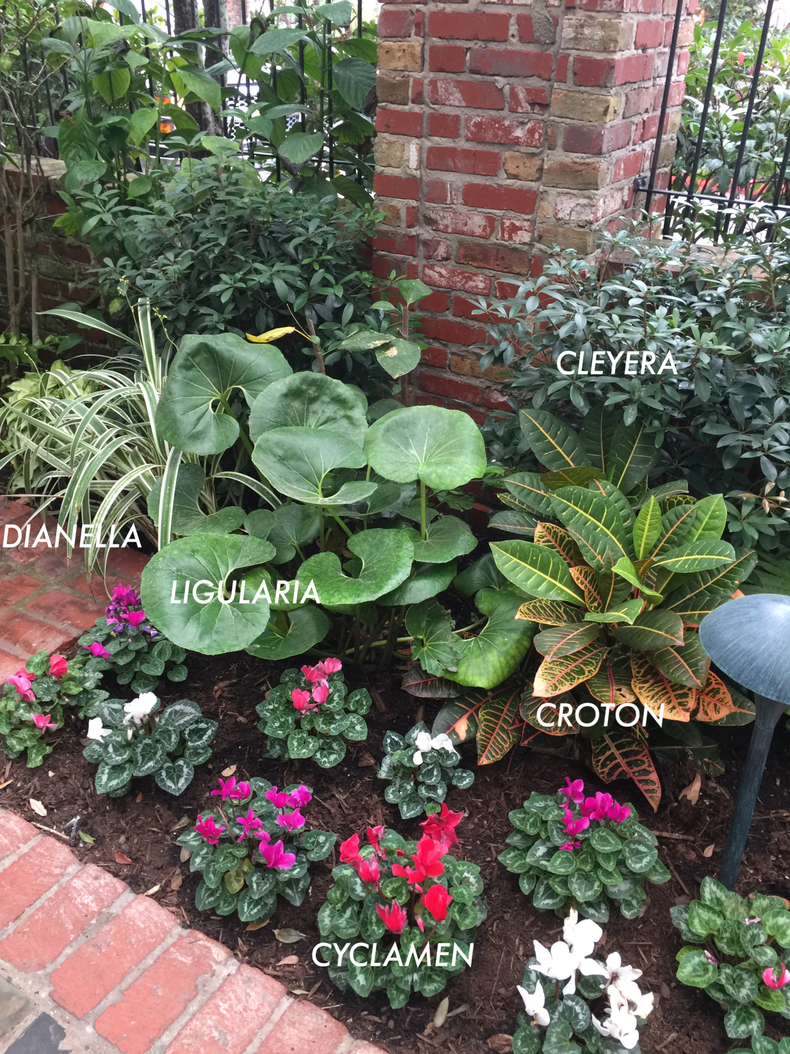 'GIANT LEOPARD' FARFUGIUM, 3 GALLON