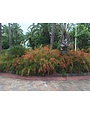 Red Firecracker Fern 3 Gallon - Russelia equisetiformis