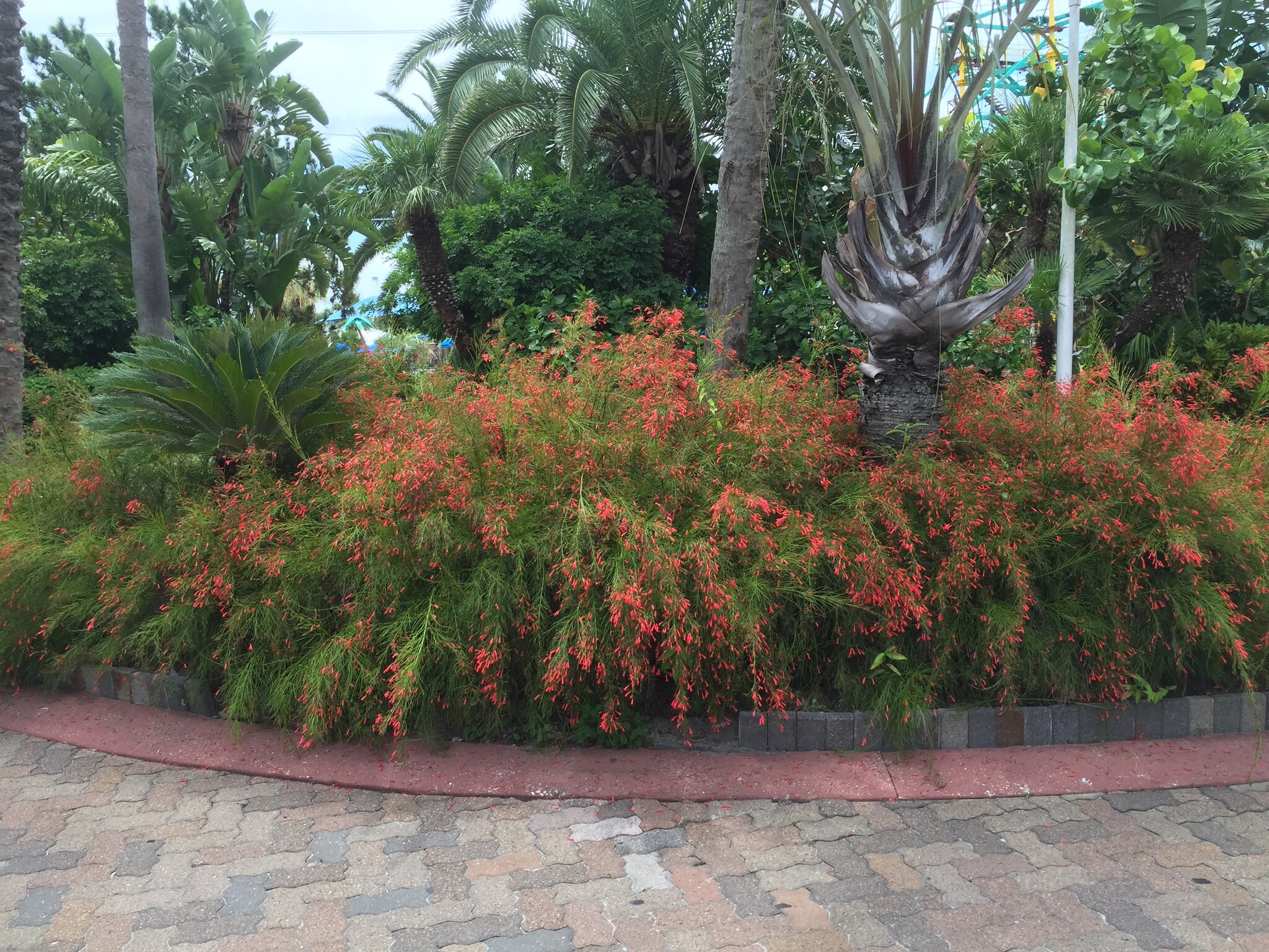 Red Firecracker Fern 3 Gallon - Russelia equisetiformis