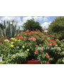 Cinco de Mayo Rose 3 Gallon - Rosa 'Cinco de Mayo'