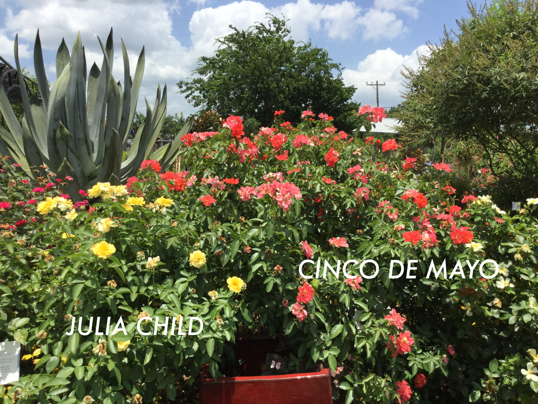 Cinco de Mayo Rose 3 Gallon - Rosa 'Cinco de Mayo'