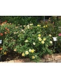 ROSE, 'JULIA CHILD' (YELLOW), 3G