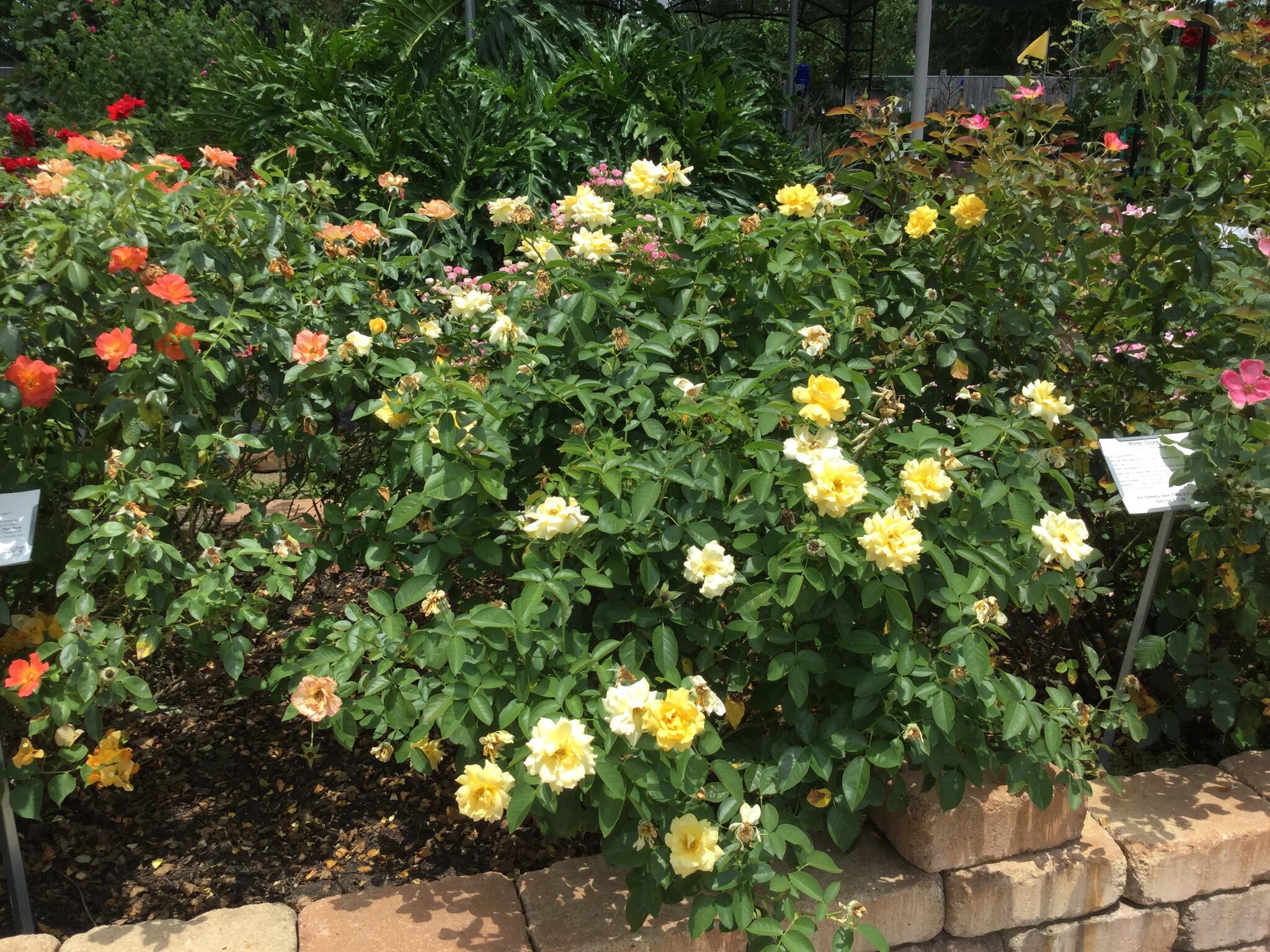 ROSE, 'JULIA CHILD' (YELLOW), 3G