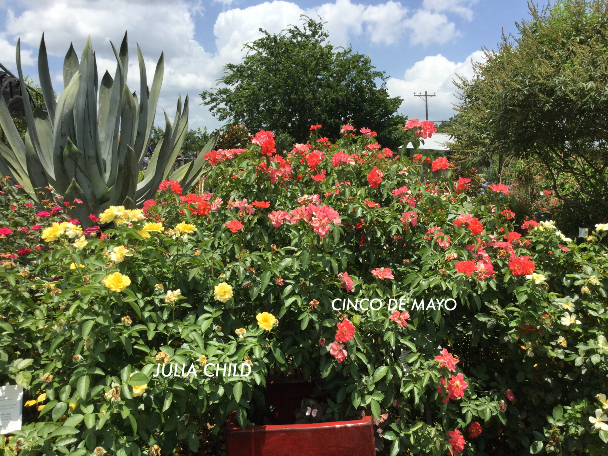 JULIA CHILD™ ROSE BUSH, 3 GALLON