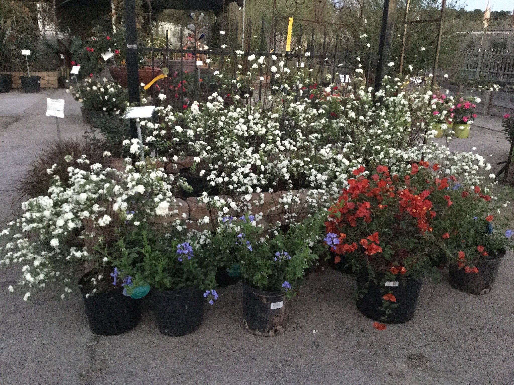 'BRIDAL WREATH' SPIREA, 3 GALLON