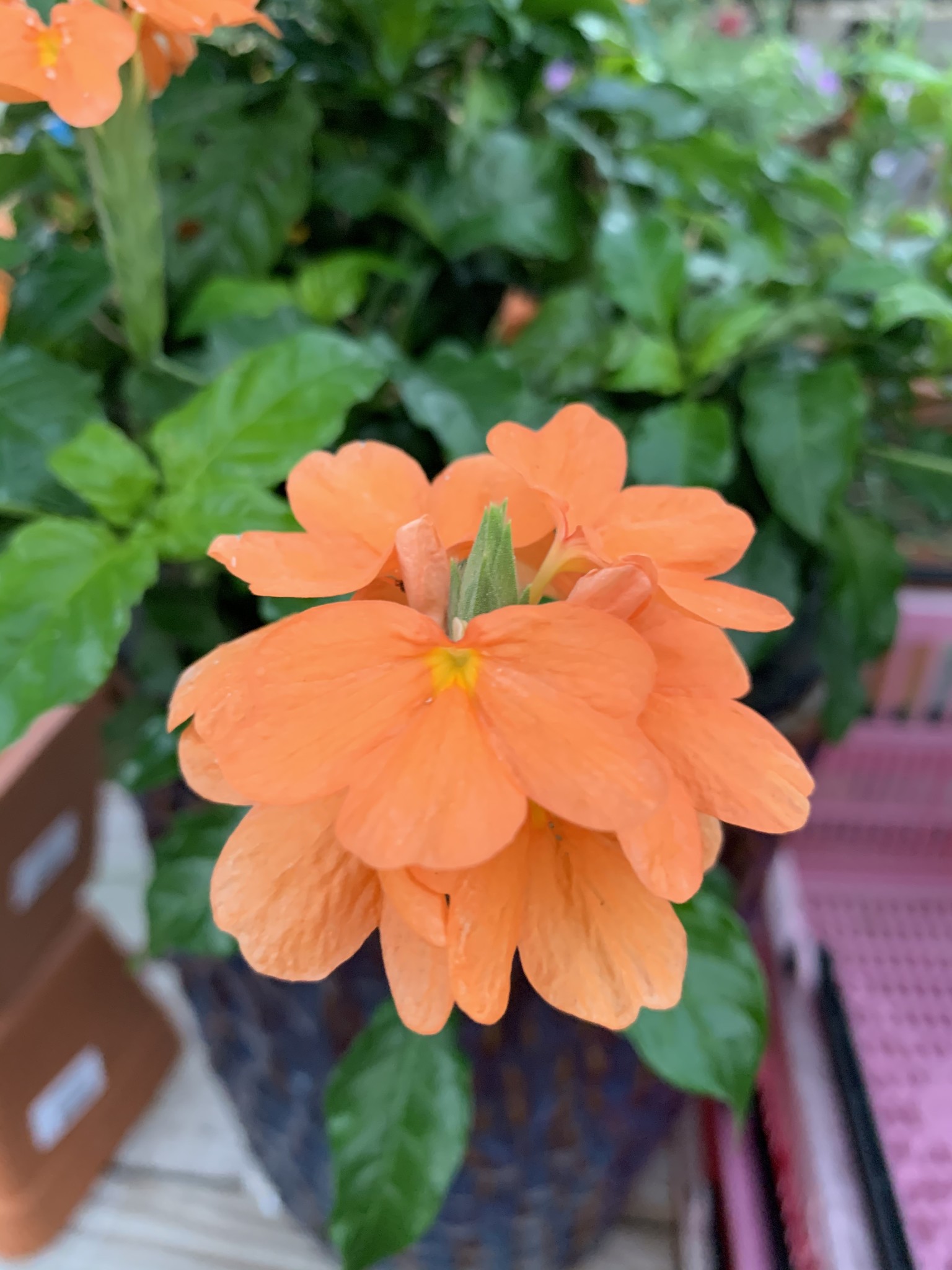 CROSSANDRA, Orange Marmalade 2G $19.95 - Growers Outlet