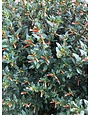 David Verity Cuphea 1 Gallon - Cuphea llavea 'David Verity'