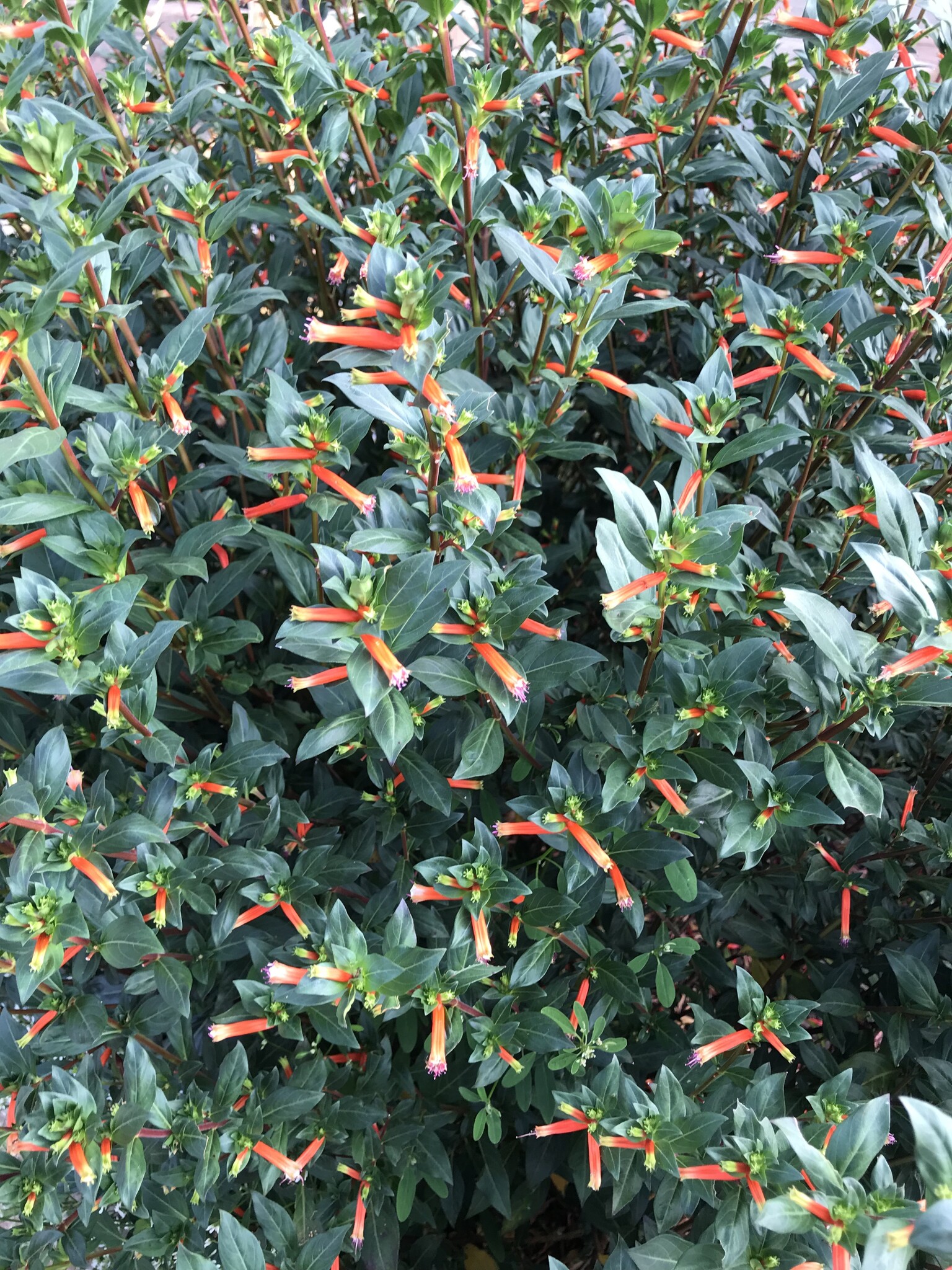 David Verity Cuphea 1 Gallon - Cuphea llavea 'David Verity'